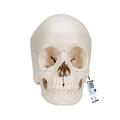 3B Scientific 3B Skull Kit, 22 part - w/ 3B Smart Anatomy 1000068